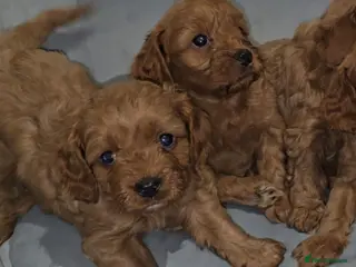 Cavapoo dogs 🐶Ruby Red Tiny Toy Cavapoo Puppies 🐶 - Advert 15