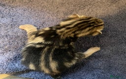 Bengal cats for sale: 9 BENGAL RAGDOLL X KITTENS - Image 18