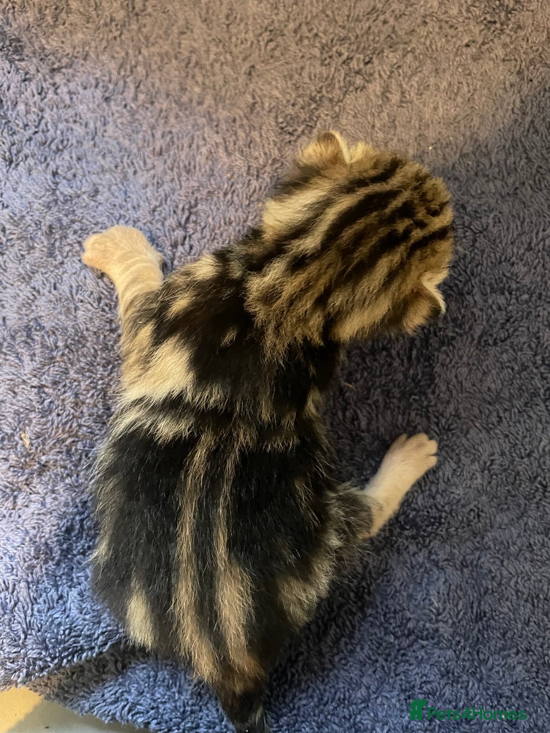 Bengal cats for sale: 9 BENGAL RAGDOLL X KITTENS - Image 18