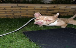 American Bully dogs for sale: American pocket bully - Image 1