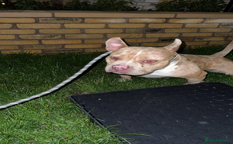 American Bully dogs - Advert 1
