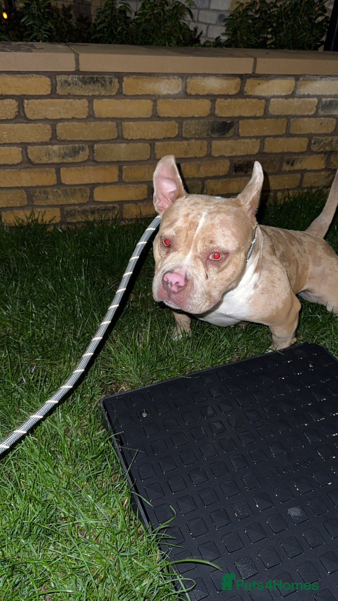 American Bully dogs for sale: American pocket bully - Image 1