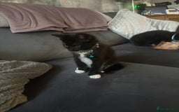 Mixed Breed cats for sale: 2 boys 1 girl  - Image 6