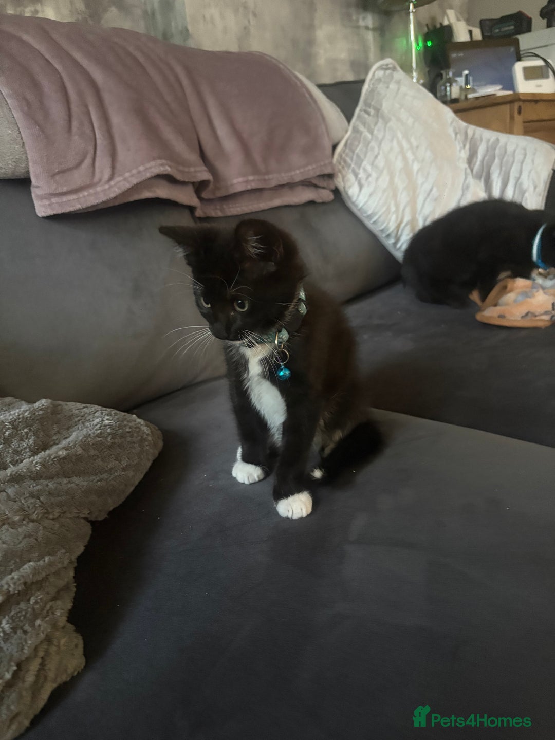 Mixed Breed cats for sale: 2 boys 1 girl  - Image 6