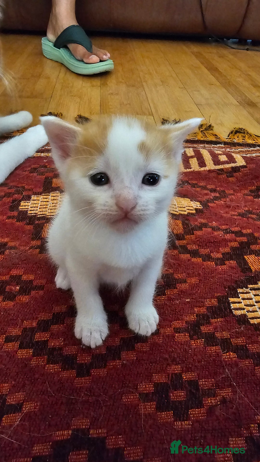 Mixed Breed cats for sale: Beautiful kittens for sale - Image 17