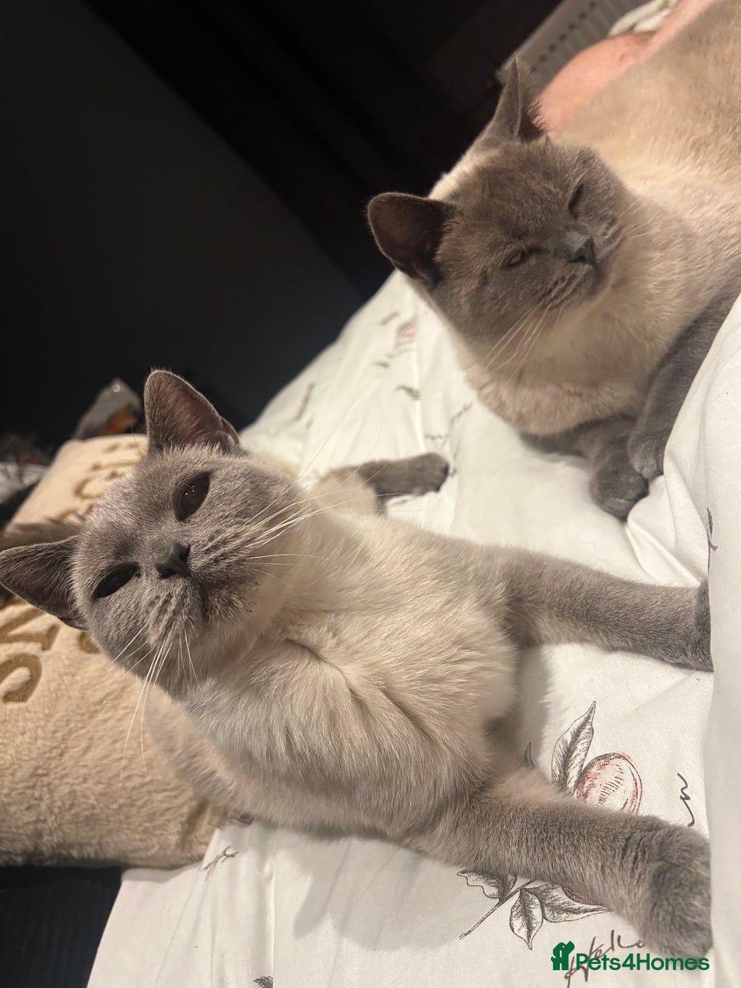 Mixed Breed cats for sale: BSH X KITTENS  - Advert 2