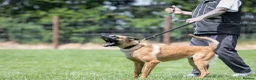 Belgian Shepherd Dog dogs for sale: NVBK bloodline Malinios bitch - Advert 7