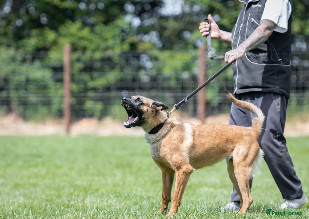 Belgian Shepherd Dog dogs for sale: NVBK bloodline Malinios bitch - Advert 7