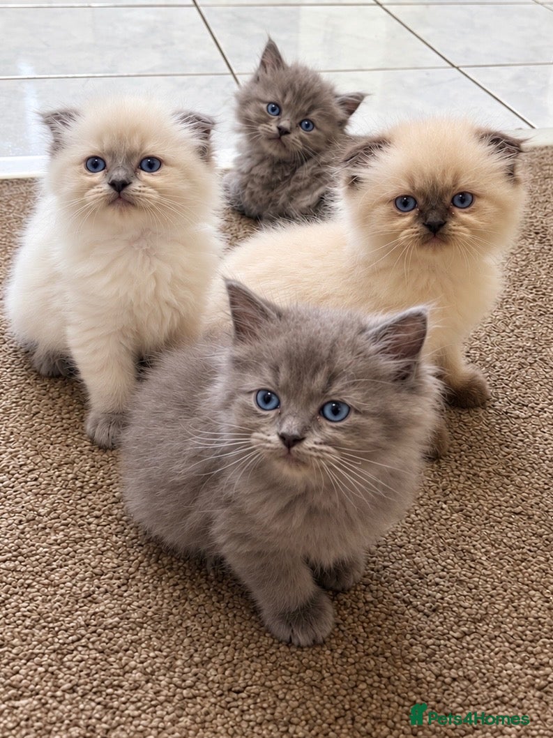 Ragdoll cats 🐾Ragdoll x Scottish fold kittens ready now!🐾 - Advert 11
