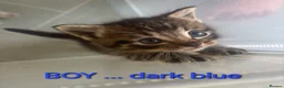 Mixed Breed cats for sale: 4 beautiful kittens - Advert 2