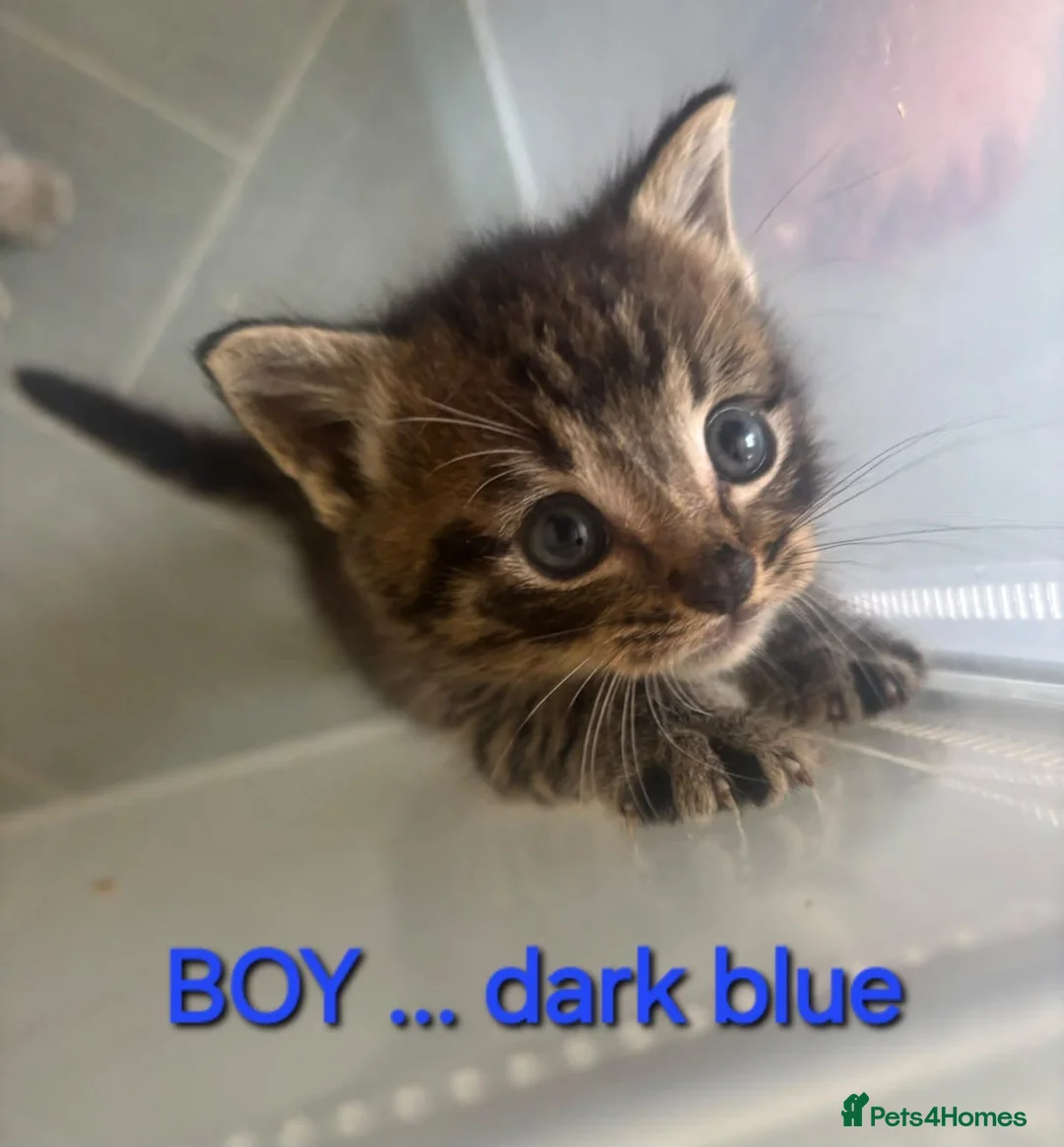 Mixed Breed cats for sale: 4 beautiful kittens - Advert 2