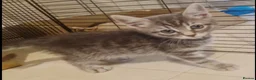 Mixed Breed cats for sale: Beautiful grey female kitten - Advert 3