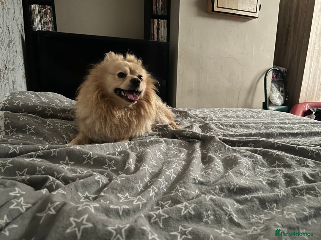Pomeranian dogs for sale: Pomeranian 4 years old  - Image 4