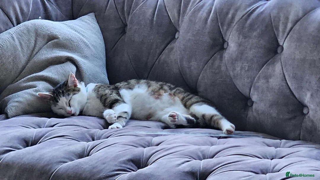 Mixed Breed cats for sale: Amber - adult female - Advert 2
