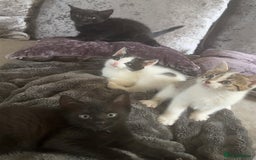 Mixed Breed cats for sale: Beautiful kittens  - Image 1