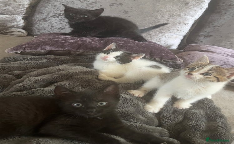 Mixed Breed cats - Advert 15
