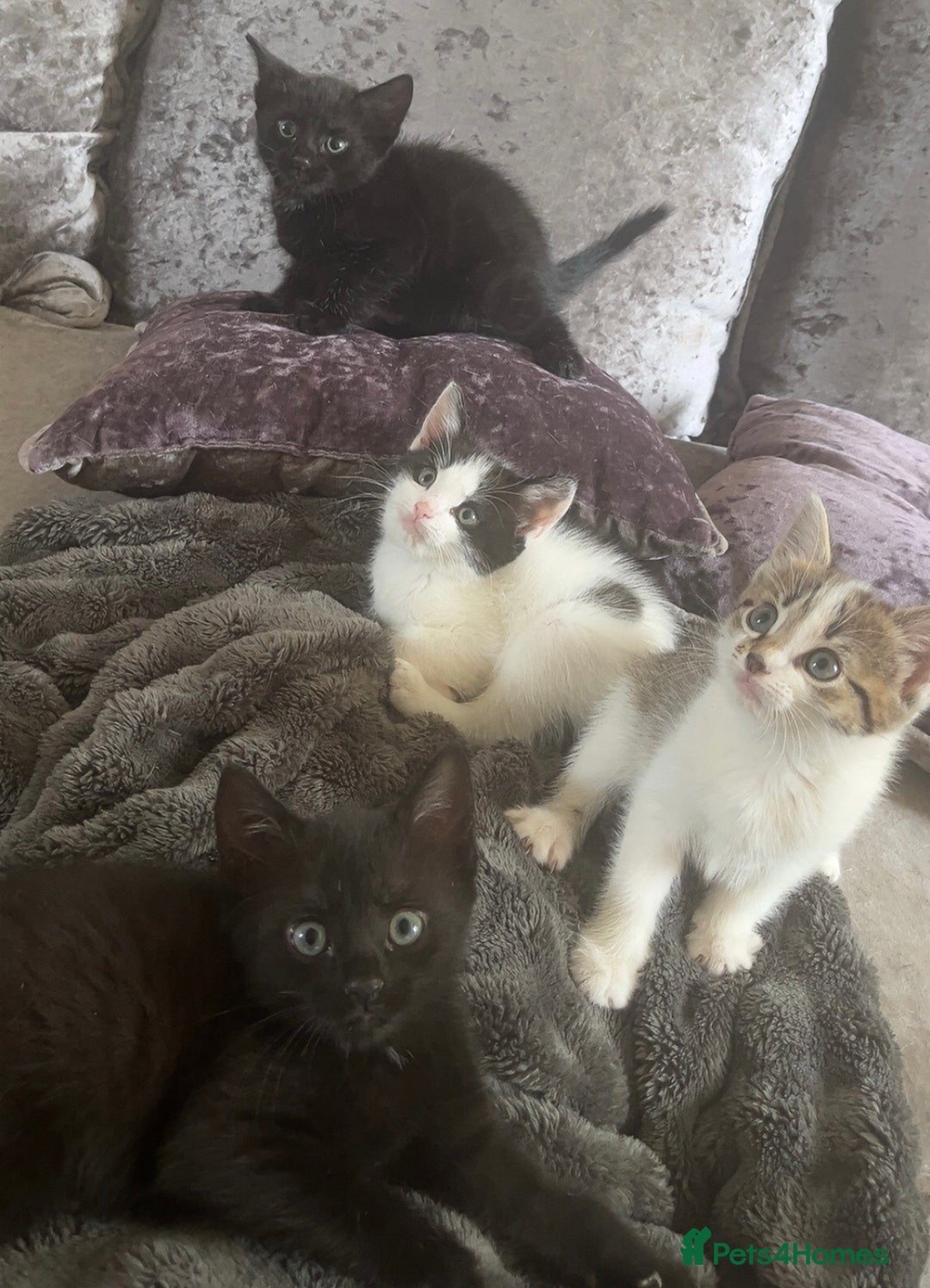 Mixed Breed cats for sale: Beautiful kittens  - Image 1