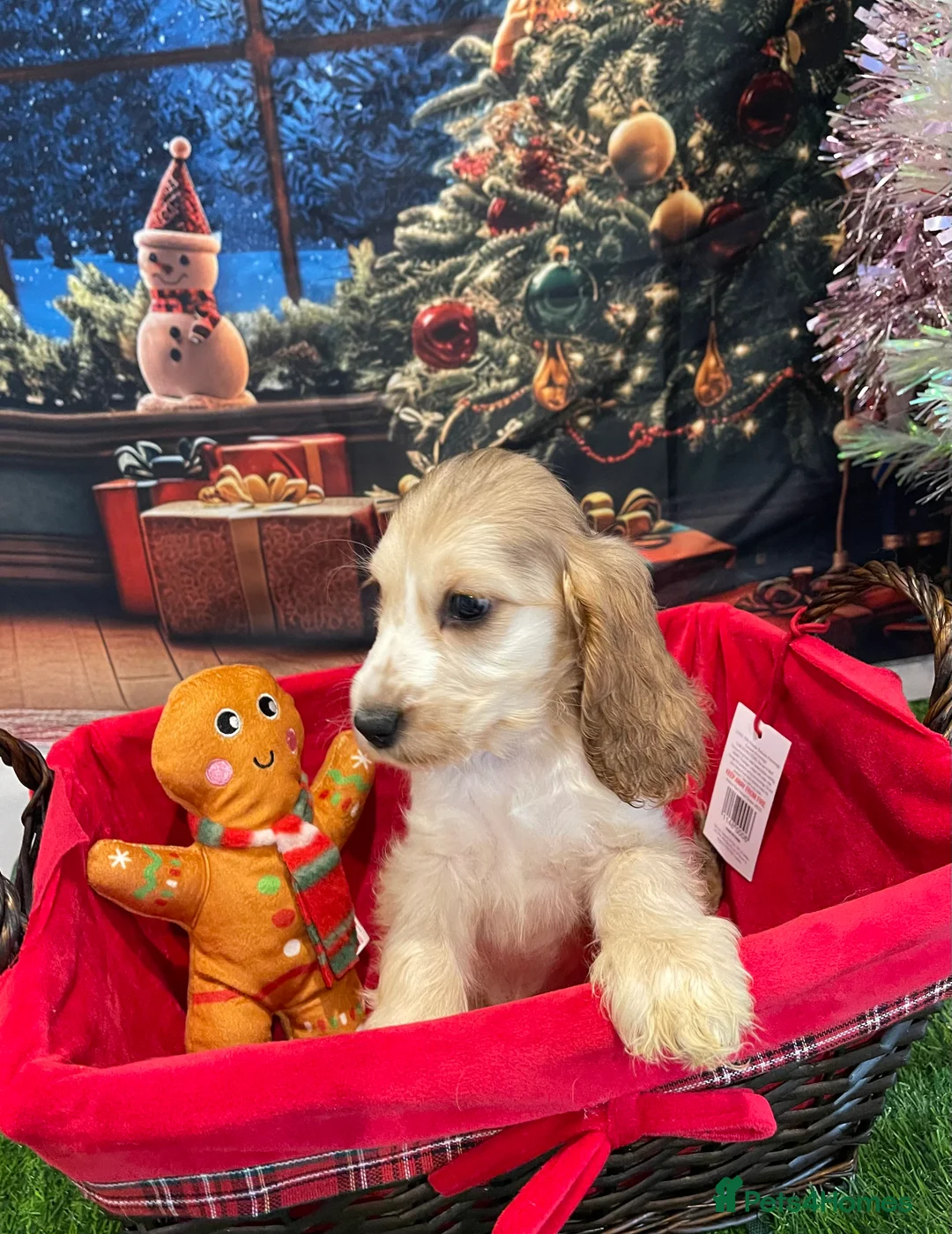 Cocker Spaniel dogs for sale: Quality litter of Show Type Cocker Spainels  - Advert 7