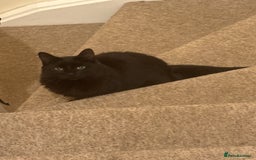 British Longhair cats for sale: Margo - Image 3