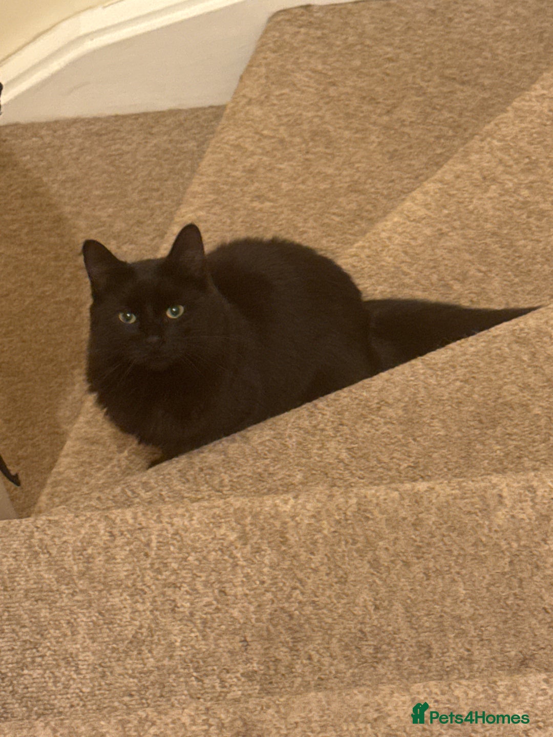 British Longhair cats for sale: Margo - Image 3