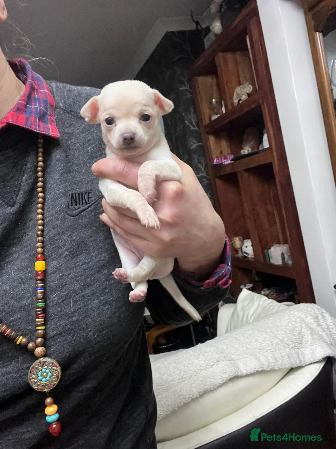 Chihuahua dogs for sale: Short coat chihuahuas available 🐾💓🐶 - Advert 26