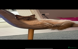 Ragdoll cats for sale: Beautiful female ragdoll  - Image 5