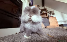 Lionhead rabbits for sale: Bonded pair of rabbits.  - Image 5