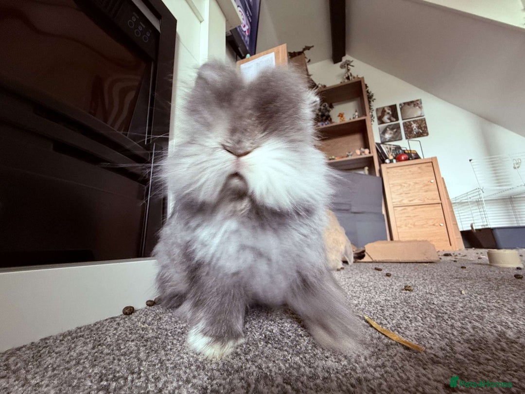 Lionhead rabbits for sale: Bonded pair of rabbits.  - Image 5