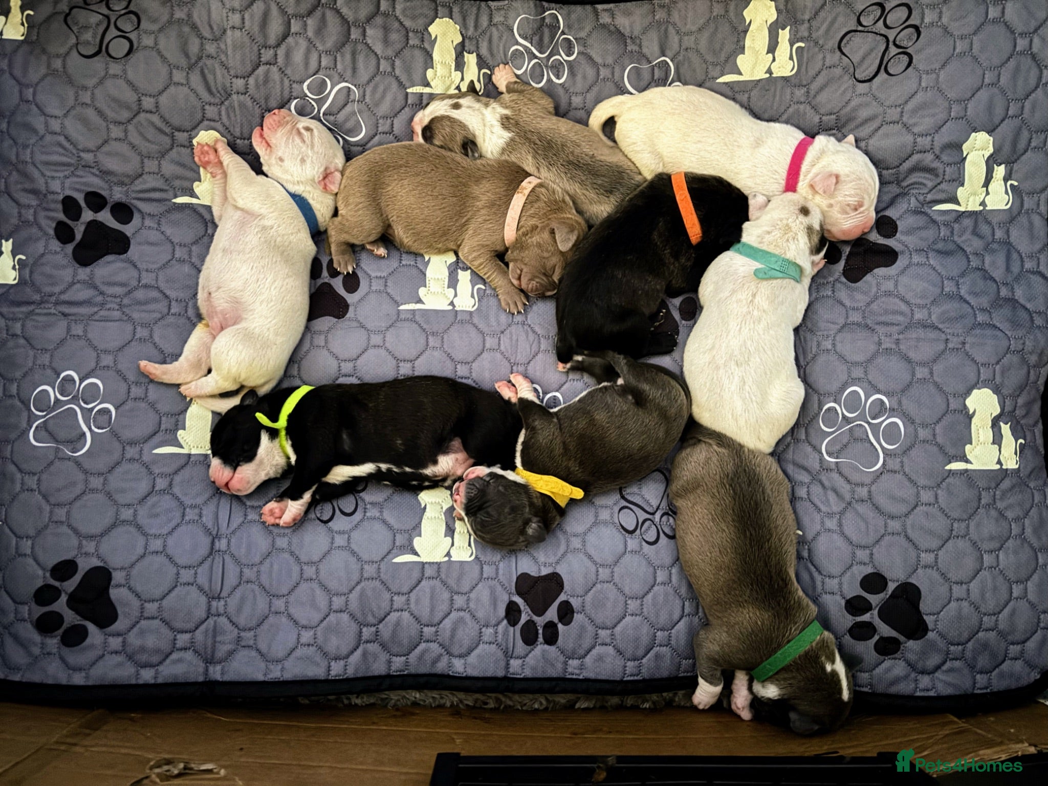 Mixed Breed dogs Cane corso/American bully/American staff puppies  - Advert 4