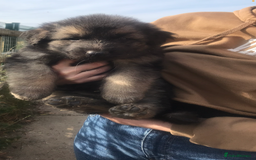 German Shepherd dogs for sale: Wow.Beautiful Homebred German Shepherd Puppies - Image 15