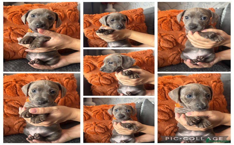 Mixed Breed dogs - Advert 2