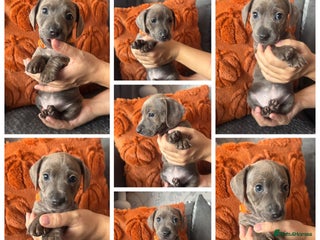 Mixed Breed dogs - Advert 27