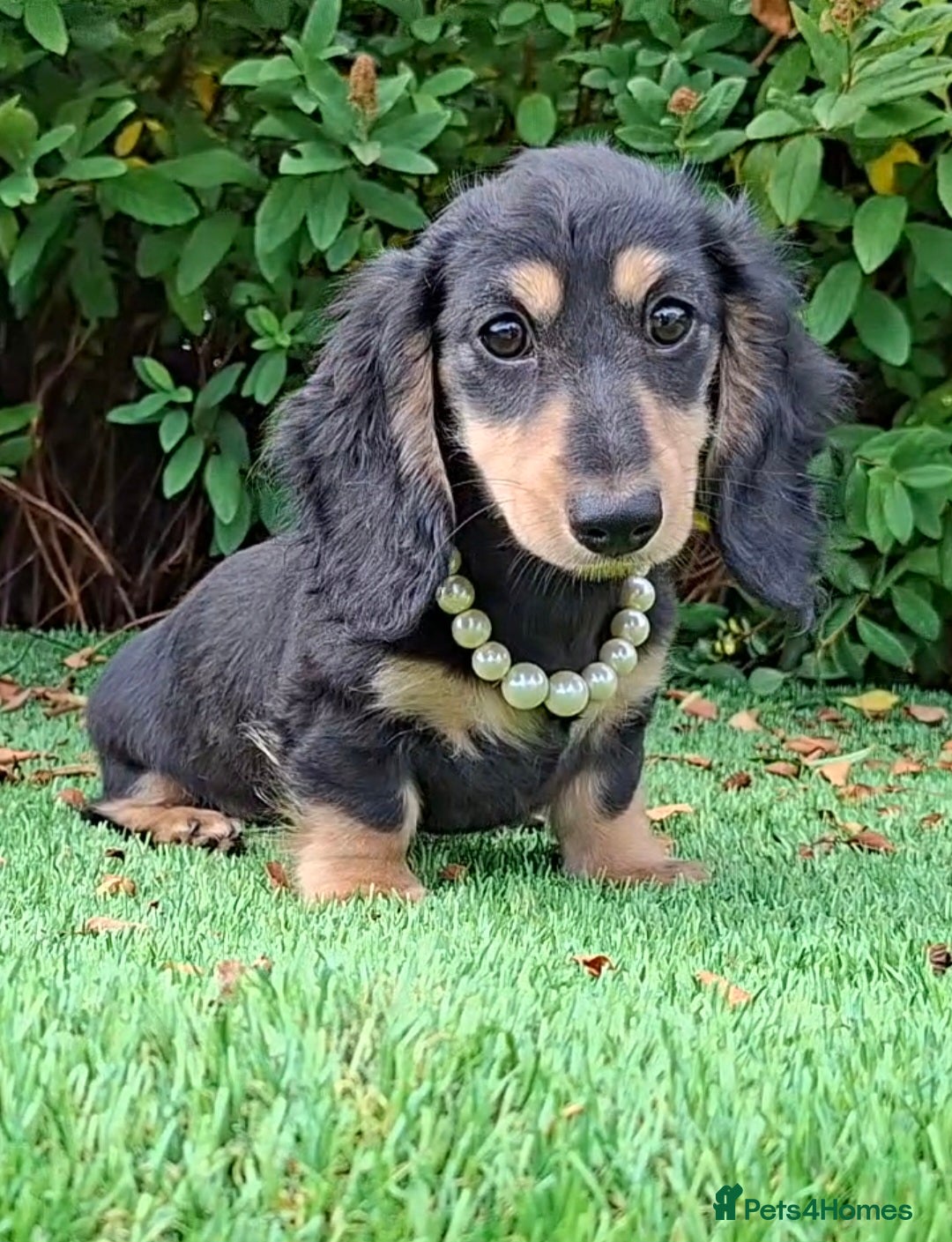 Dachshund dogs Stunning Long Coat Miniature Dachshund - Advert 5