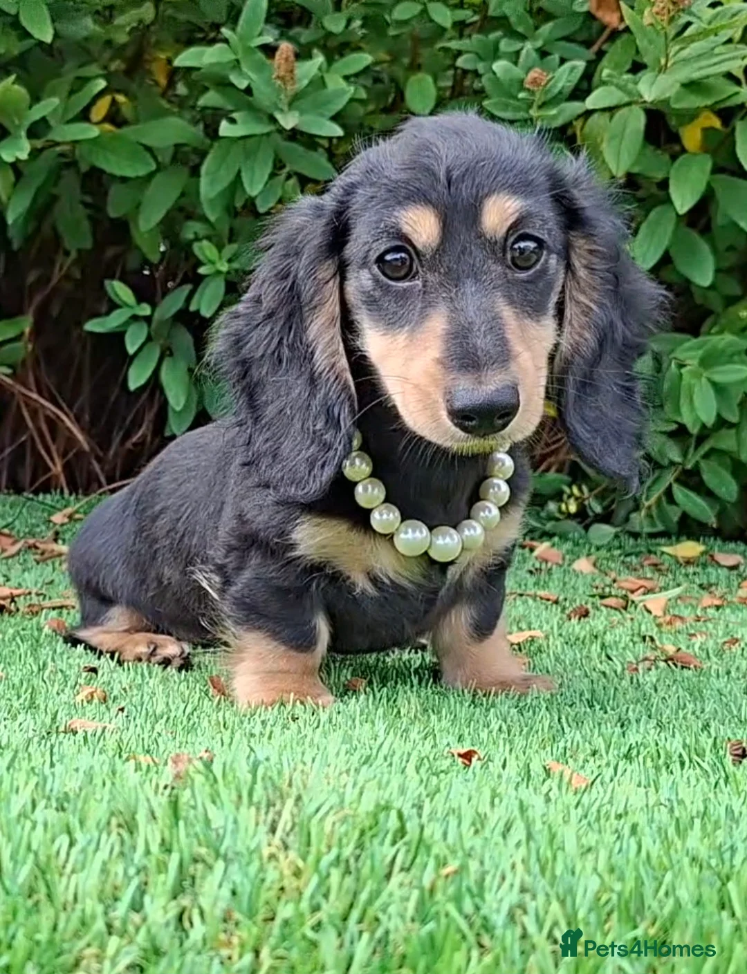 Dachshund dogs for sale: Stunning Long Coat Miniature Dachshund - Advert 1