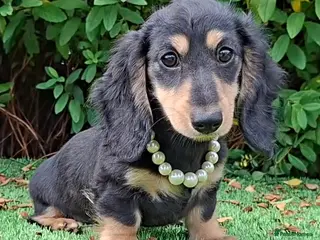 Dachshund dogs Stunning Long Coat Miniature Dachshund - Advert 5