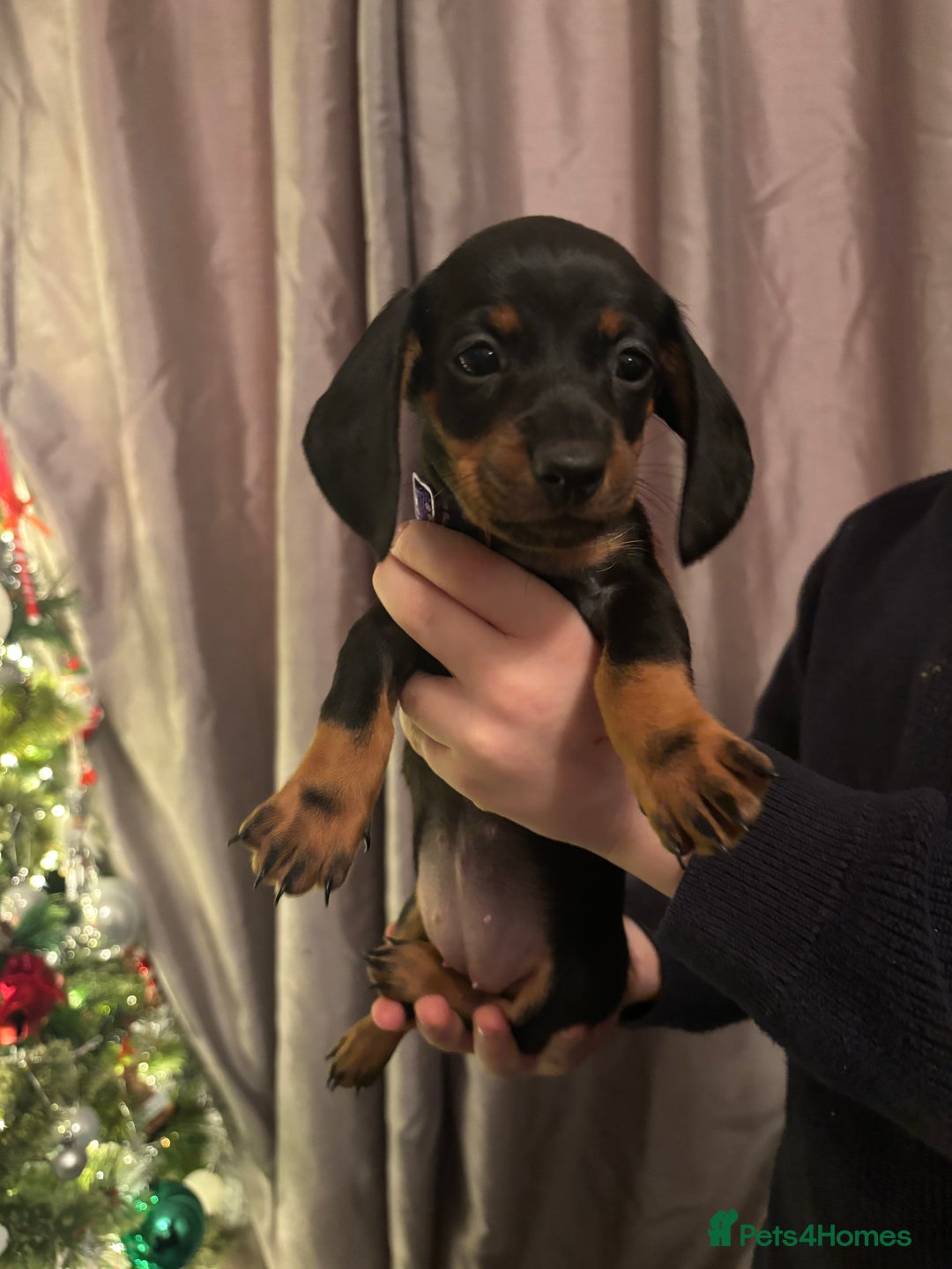 Dachshund dogs for sale: Dachshund puppies ready this week! - Advert 6