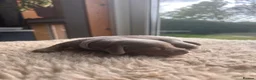 Miniature Dachshund dogs for sale: MINITURE DACHSHUND PUPPIES | DEVON in Sidmouth - Advert 7