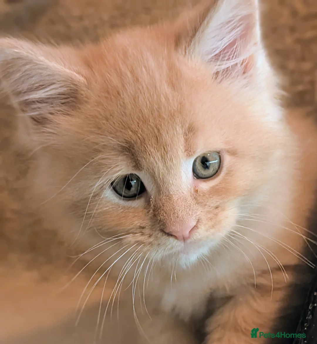 Maine Coon cats for sale: Beautiful Tica Registered Maine Coon Kittens  - Advert 27