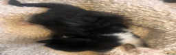 Mixed Breed cats for sale: Beautiful fluffy kittens  - Advert 16