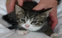 Tibetan cats for sale: Tabby white kittens looking for a lovely home - Advert 14