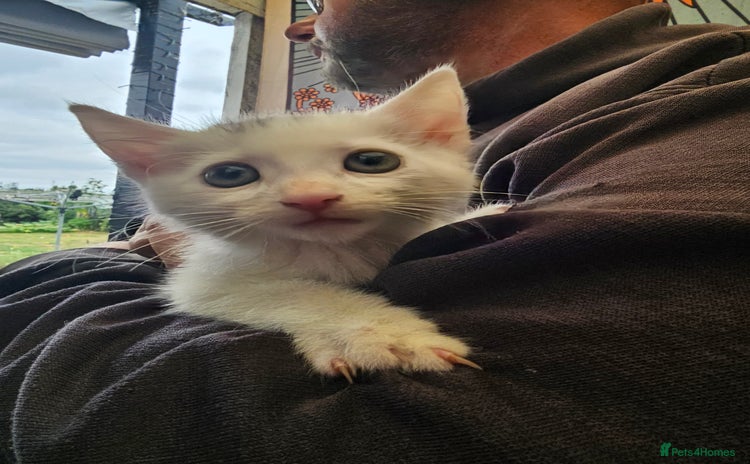 Mixed Breed cats - Advert 17