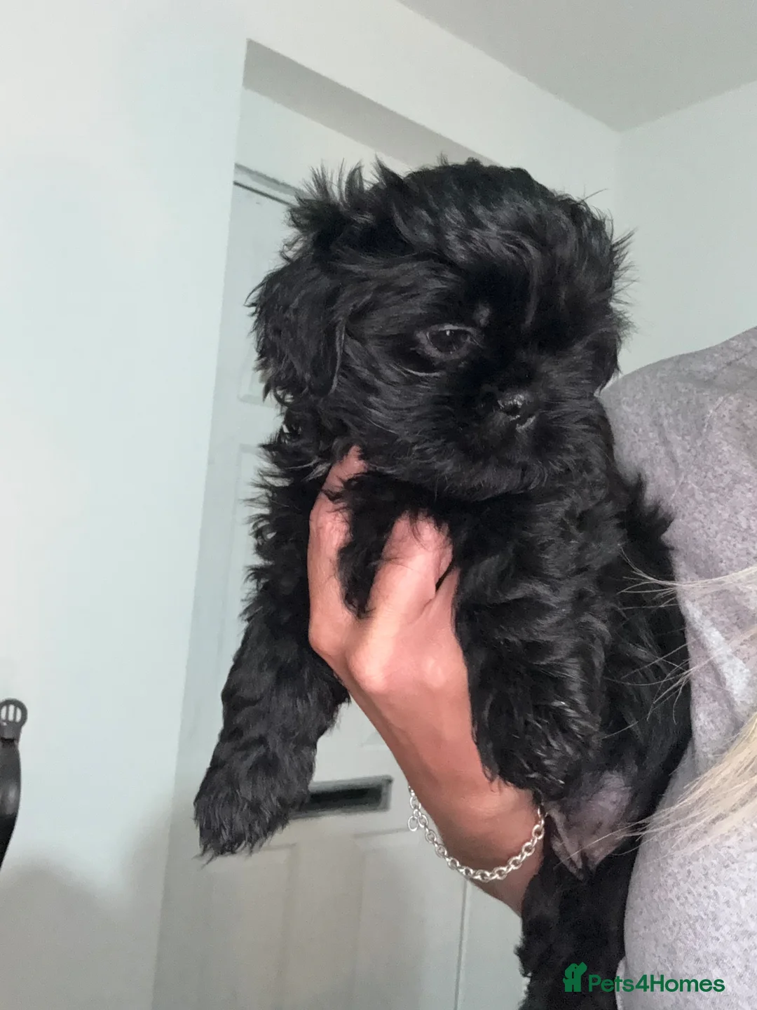 Shih Tzu dogs for sale: Adorable Shih tzu puppy 1 beautiful girl left - Advert 14
