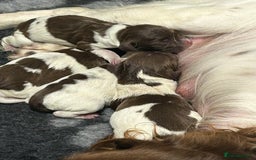 English Springer Spaniel dogs for sale: Gorgeous English Springer Spaniel Puppies - Advert 22