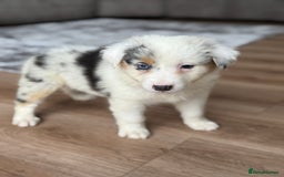 Australian Shepherd dogs for sale: 2 KC registered puppies remaining! Price drop  - Image 4