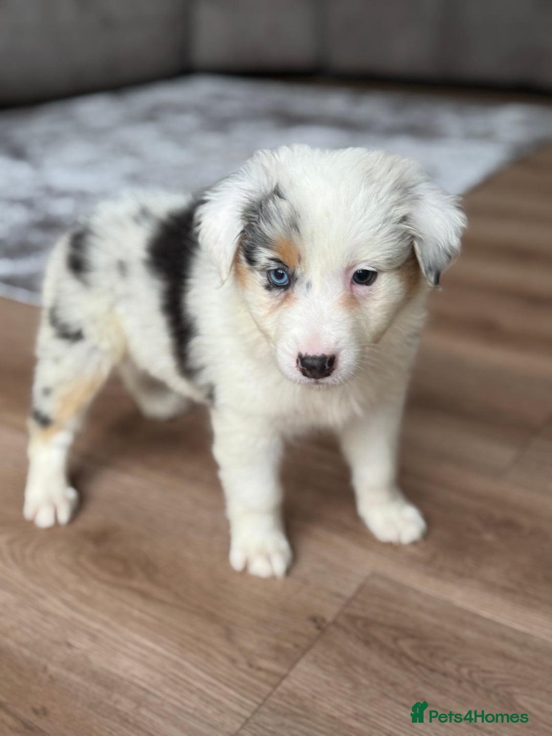 Australian Shepherd dogs for sale: 2 KC registered puppies remaining! Price drop  - Image 4