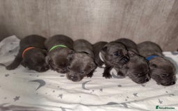 Staffordshire Bull Terrier dogs for sale: 6 beautiful blue Staffordshire bull terriers - Image 2