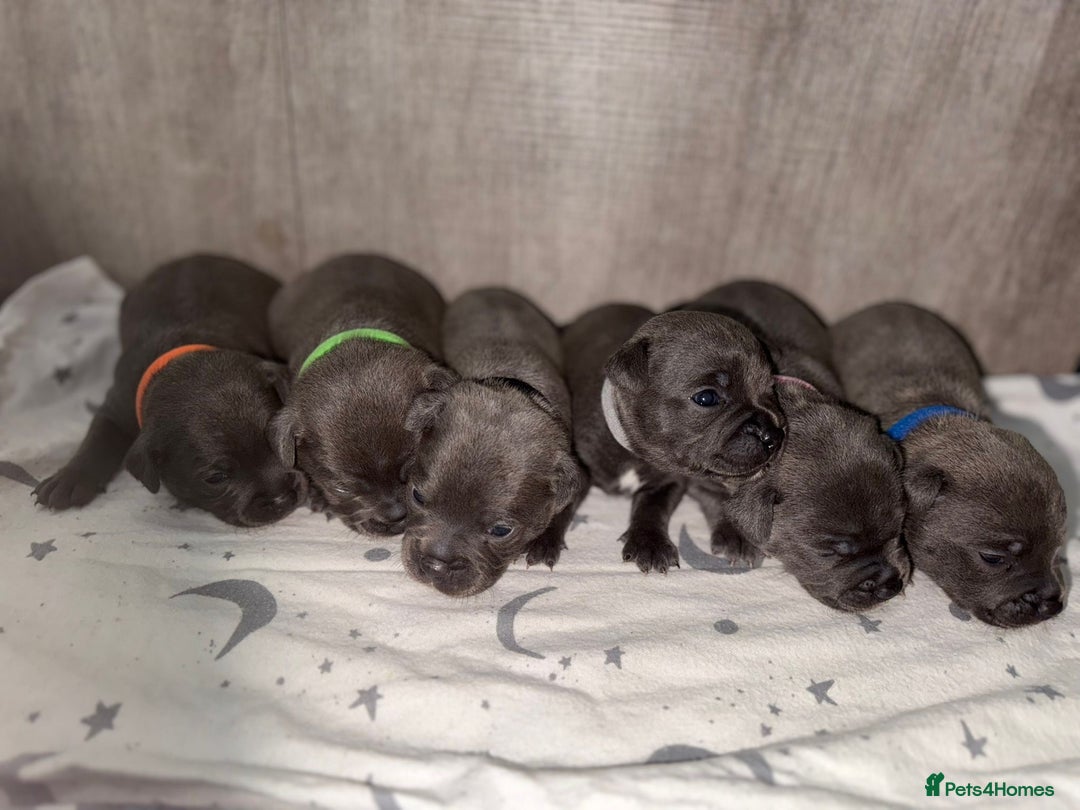 Staffordshire Bull Terrier dogs for sale: 6 beautiful blue Staffordshire bull terriers - Image 2