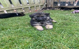 German Shepherd dogs for sale: Ready to leave 🐾 GSD Puppies - Image 28