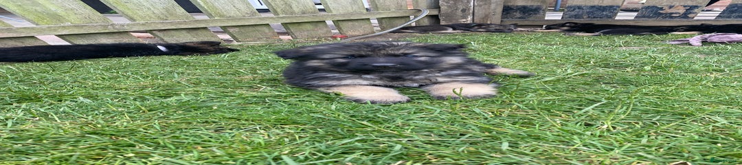 German Shepherd Puppy 2