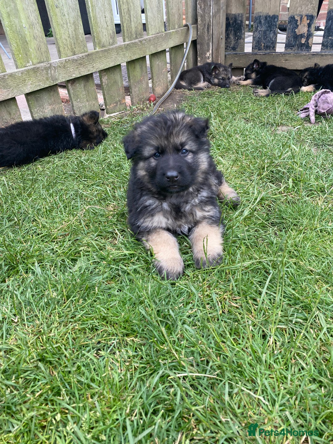 German Shepherd dogs for sale: Ready to leave 🐾 GSD Puppies - Image 28